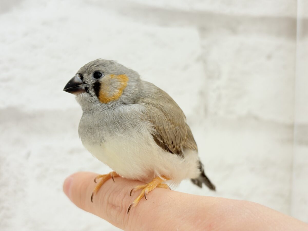 【最新画像更新🪄もうすぐひとり餌☆】わた毛ファッサー🐣🪶ジャンボキンカチョウ ヒナ ジャンボキンカチョウ