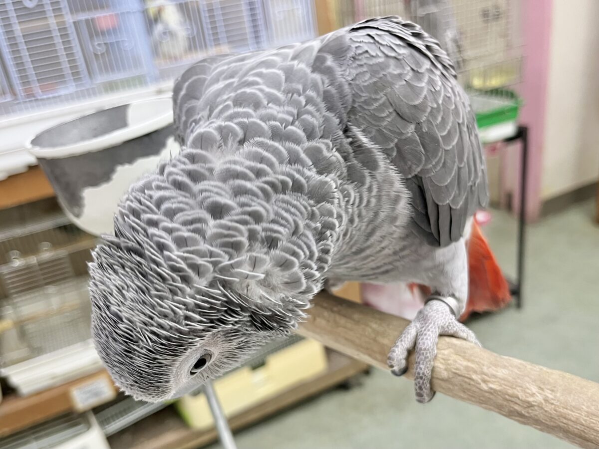 ヨウム