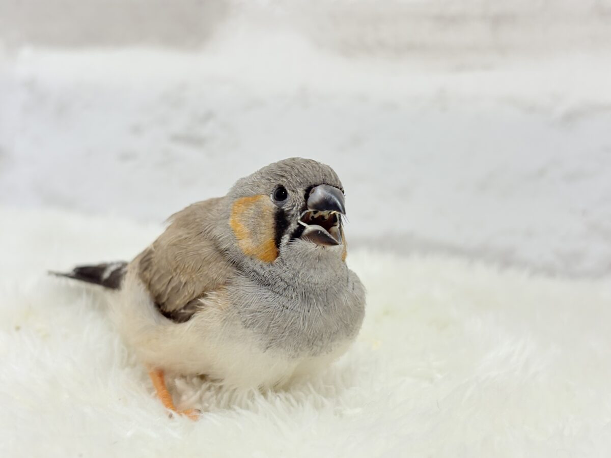 【最新画像更新🪄もうすぐひとり餌☆】わた毛ファッサー🐣🪶ジャンボキンカチョウ ヒナ ジャンボキンカチョウ
