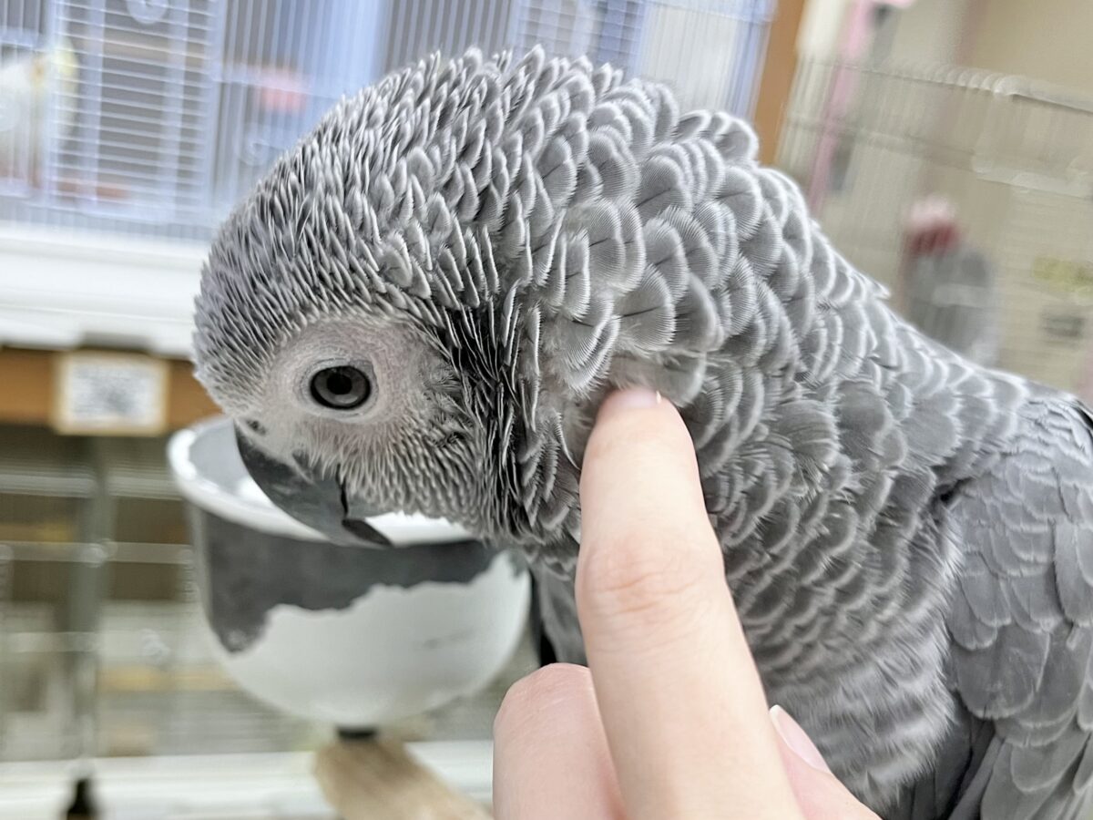 ヨウム
