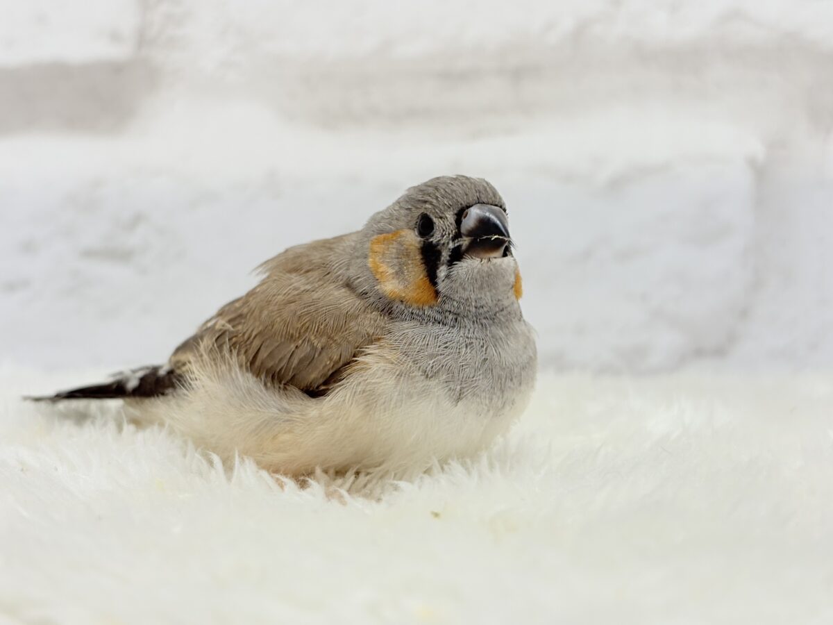 【最新画像更新🪄もうすぐひとり餌☆】わた毛ファッサー🐣🪶ジャンボキンカチョウ ヒナ ジャンボキンカチョウ