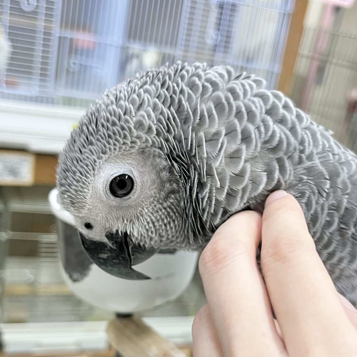 【🆙最新画像・動画あり🎥‼️】ヨウちゃんおはよ〜って言うよ🦜💕