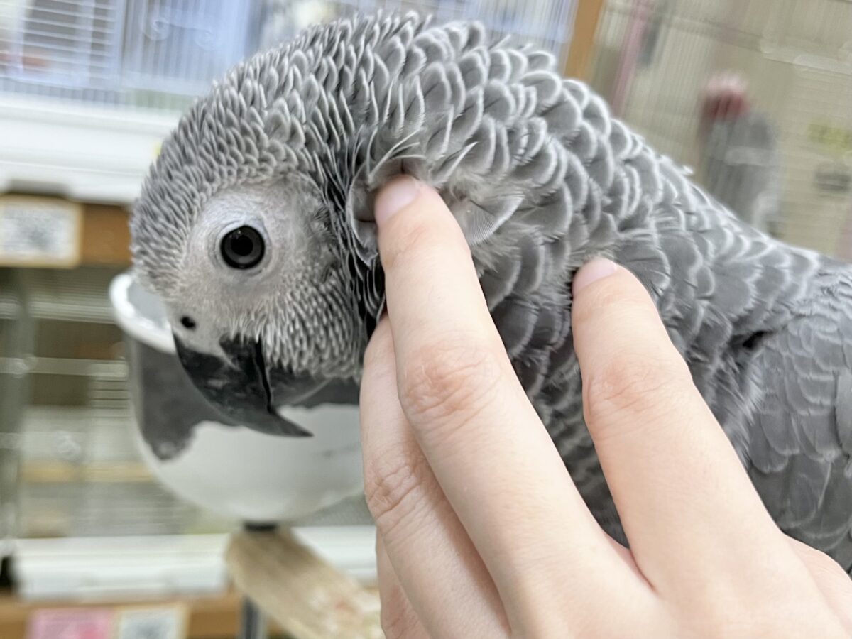 ヨウム