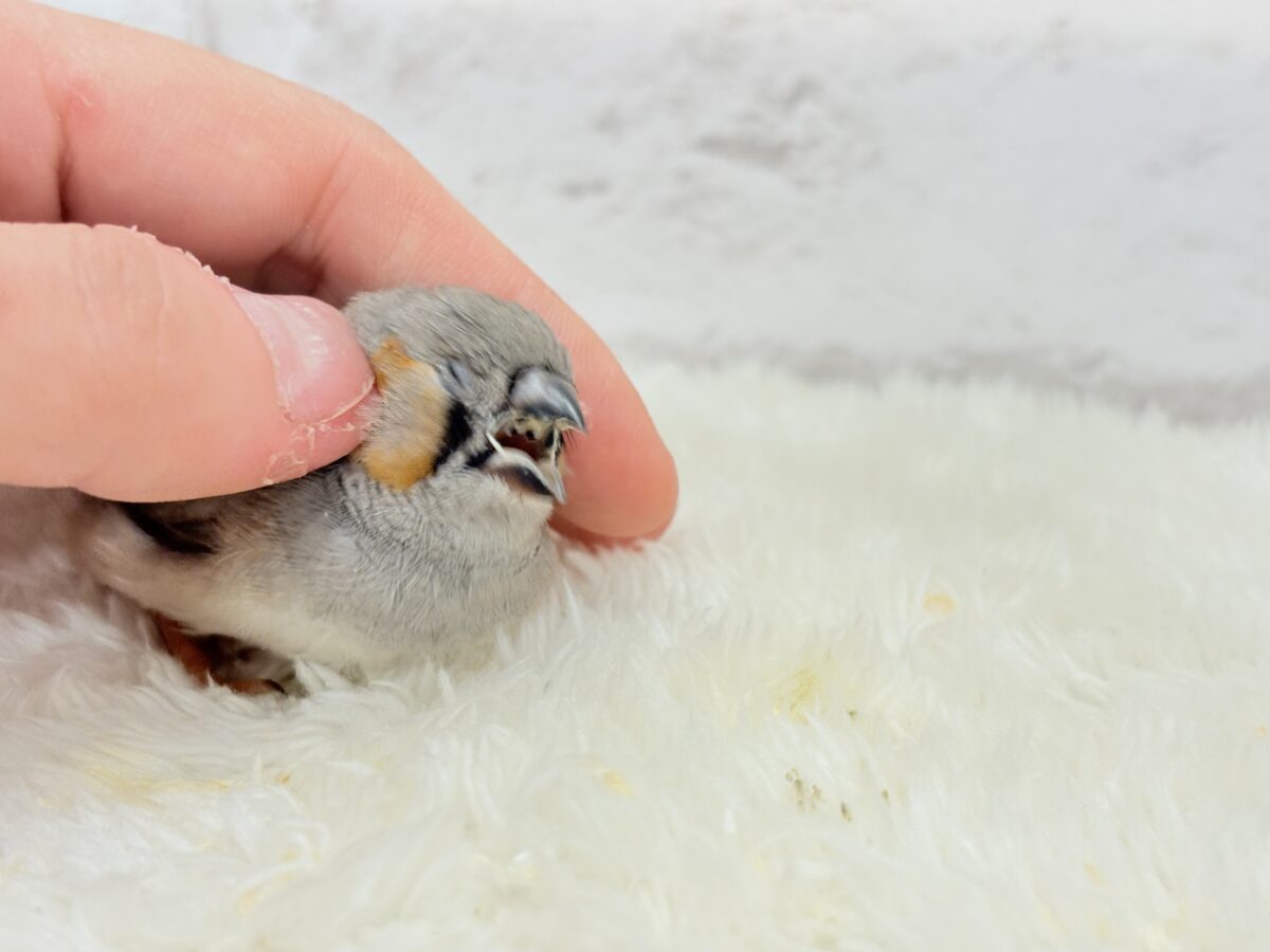【最新画像更新🪄もうすぐひとり餌☆】わた毛ファッサー🐣🪶ジャンボキンカチョウ ヒナ ジャンボキンカチョウ