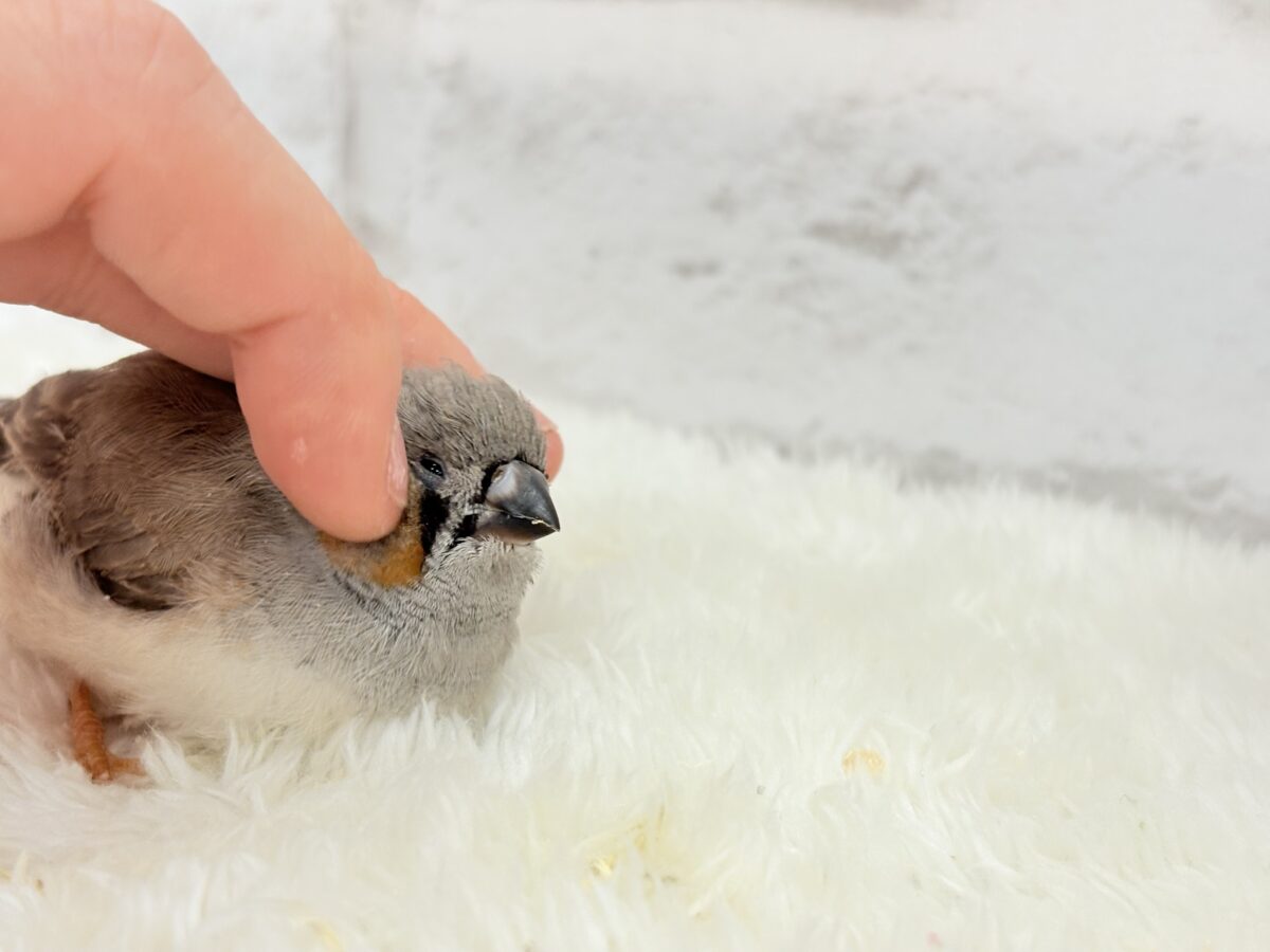 ジャンボキンカチョウ