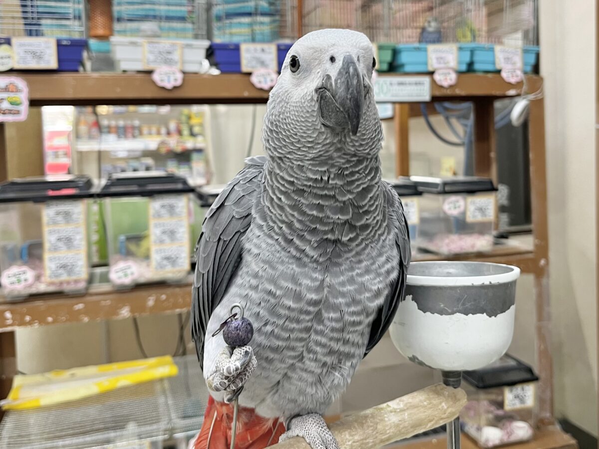 ヨウム