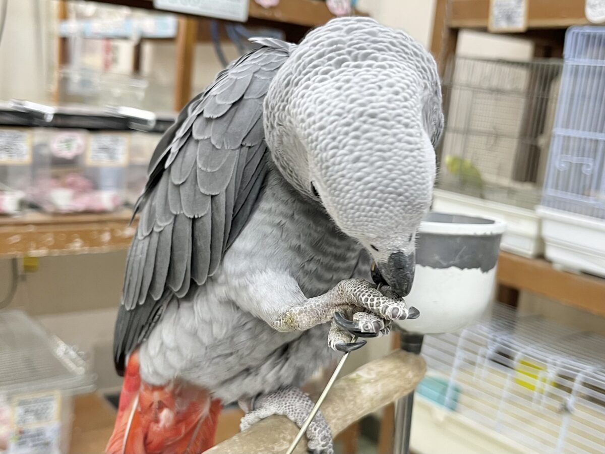 ヨウム