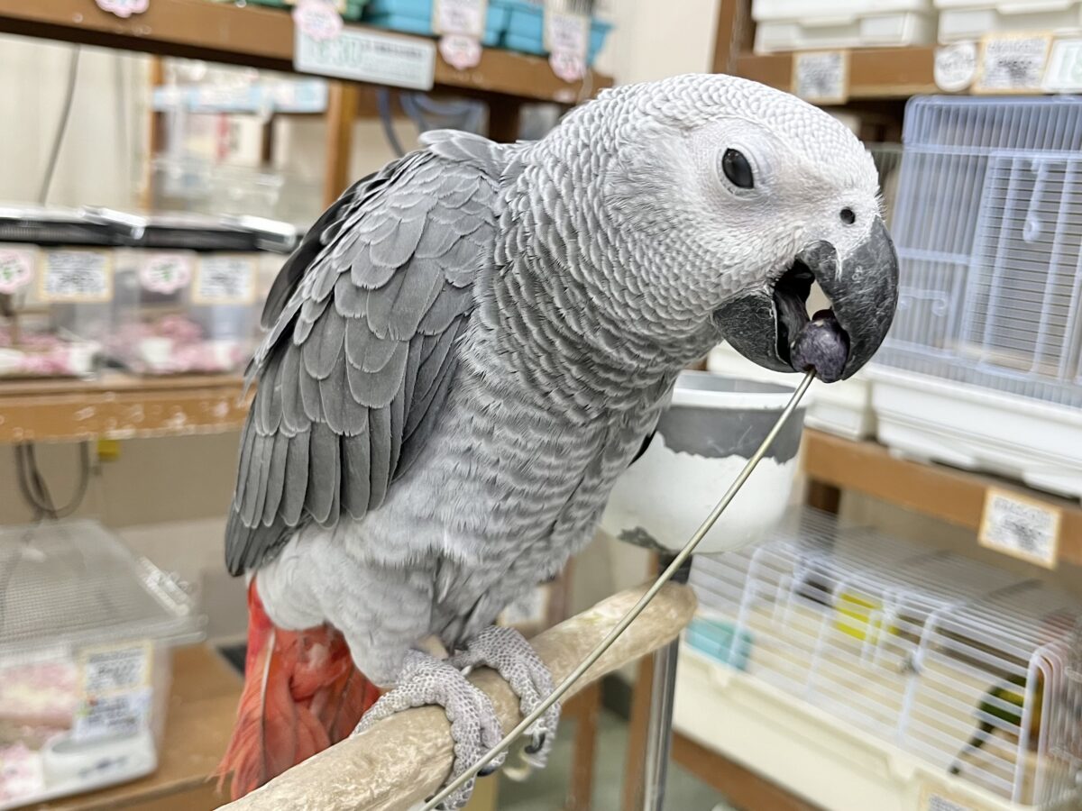 ヨウム