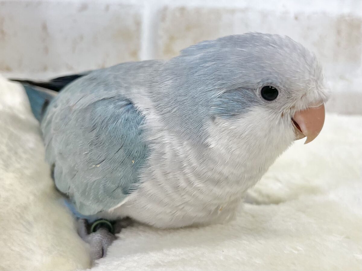 【🆙最新画像あり‼️】心安らぐくすみブルー🩶🪼🫧 オキナインコ(ブルーオパーリン) オキナインコ