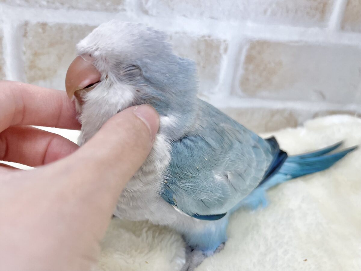 【🆙最新画像あり‼️】心安らぐくすみブルー🩶🪼🫧 オキナインコ(ブルーオパーリン) オキナインコ