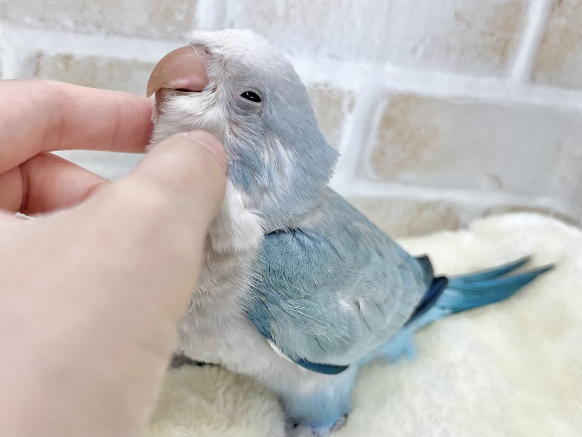 オキナインコ