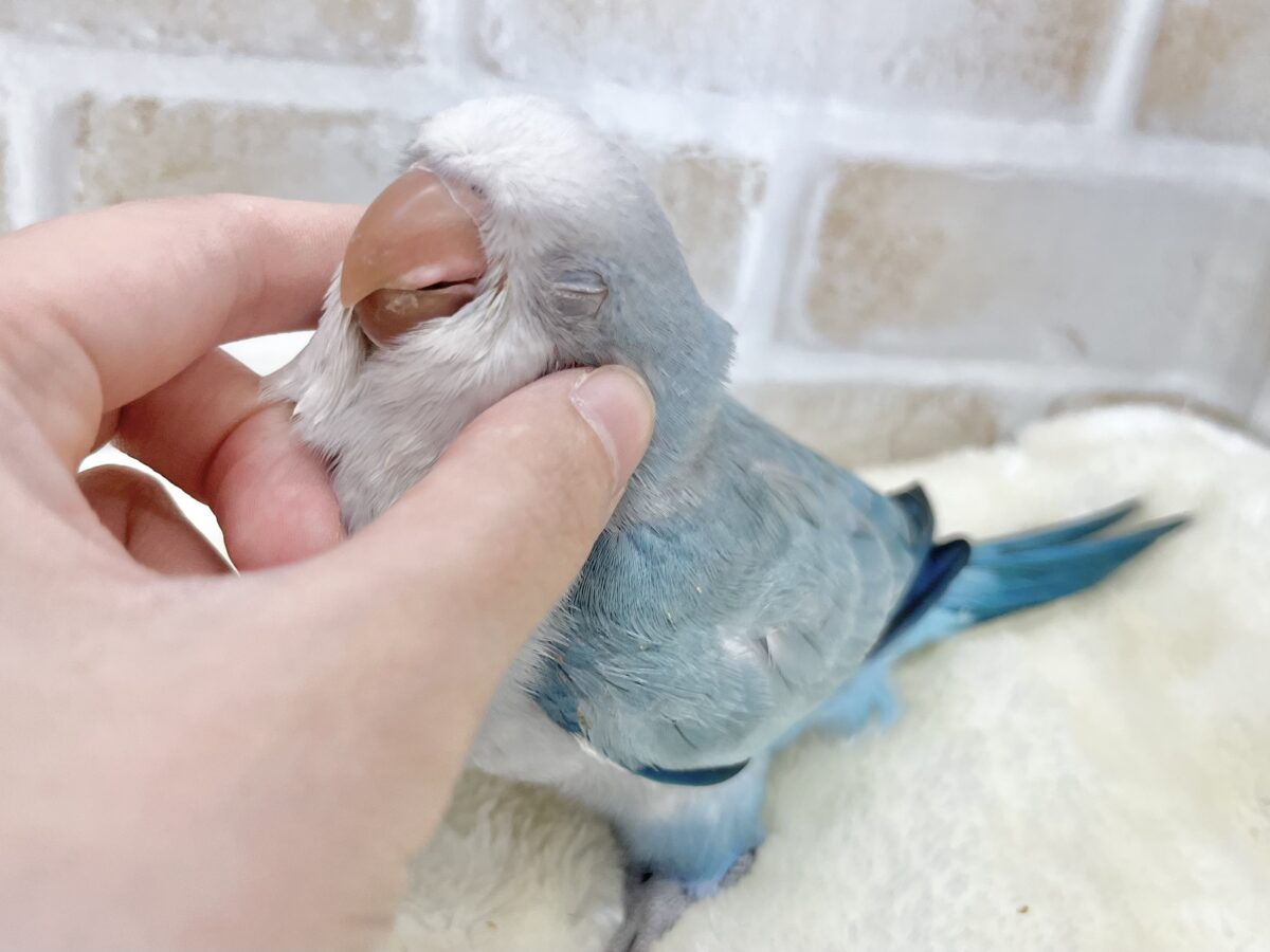 オキナインコ