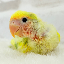 きゅるるんおめめのハッピーコザたん🐣💐コザクラインコ(タイガーチェリー) ヒナ