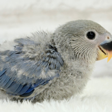 甘々💖アイドルフェイス🐣🪅コザクラインコ(バイオレット) ヒナ