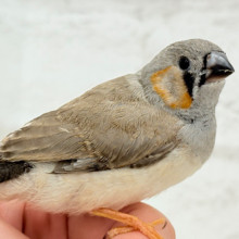 【最新画像更新🪄】わた毛ファッサー🐣🪶ジャンボキンカチョウ ヒナ