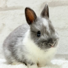 美男子🐰💖うさぎ界のアイドル✨ネザーランドドワーフ(男の子)