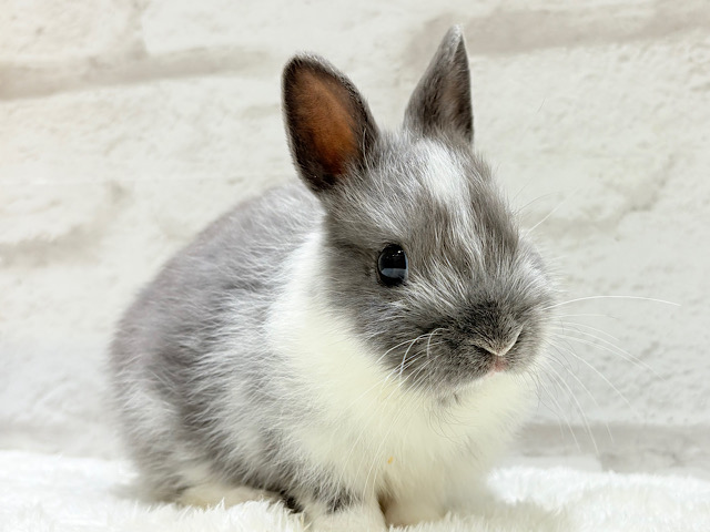 美男子🐰💖うさぎ界のアイドル✨ネザーランドドワーフ(男の子)