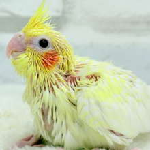 未来に希望とワクワクたっぷり🐣💖オカメインコ(ルチノーパール) ヒナ
