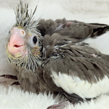 大きなおめめに映る世界はどんなだろ〜🐣🌎✨オカメインコ(ノーマル) ヒナ