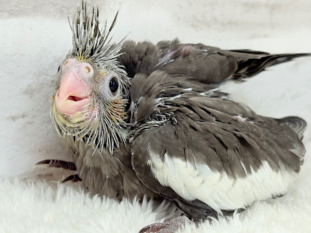 大きなおめめに映る世界はどんなだろ〜🐣🌎✨オカメインコ(ノーマル) ヒナ 大きなおめめに映る世界はどんなだろ〜🐣🌎✨オカメインコ(ノーマル) ヒナ