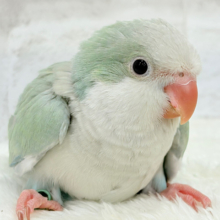 ふんわり🍏青リンゴカラー🐣🫧オキナインコ(アクアブルーパリド) ヒナ