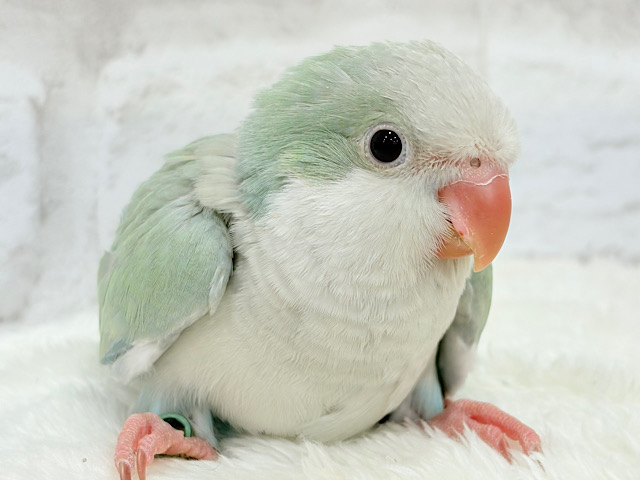 ふんわり🍏青リンゴカラー🐣🫧オキナインコ(アクアブルーパリド) ヒナ