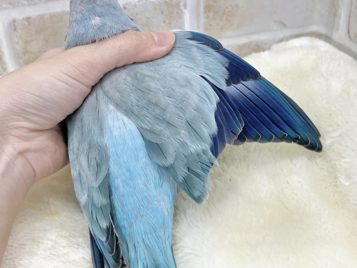 【🆙最新画像あり‼️】心安らぐくすみブルー🩶🪼🫧 オキナインコ(ブルーオパーリン) オキナインコ