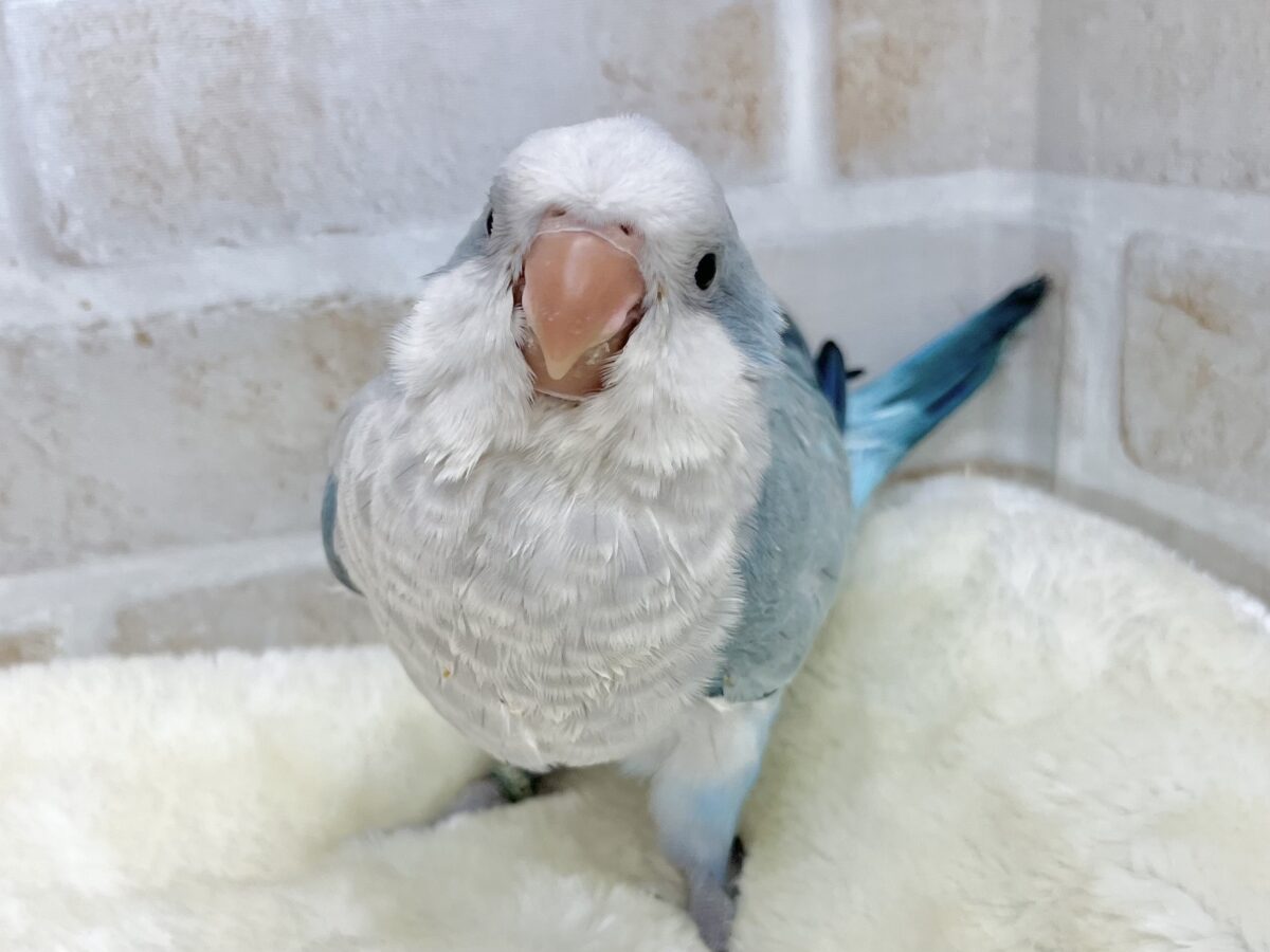 オキナインコ