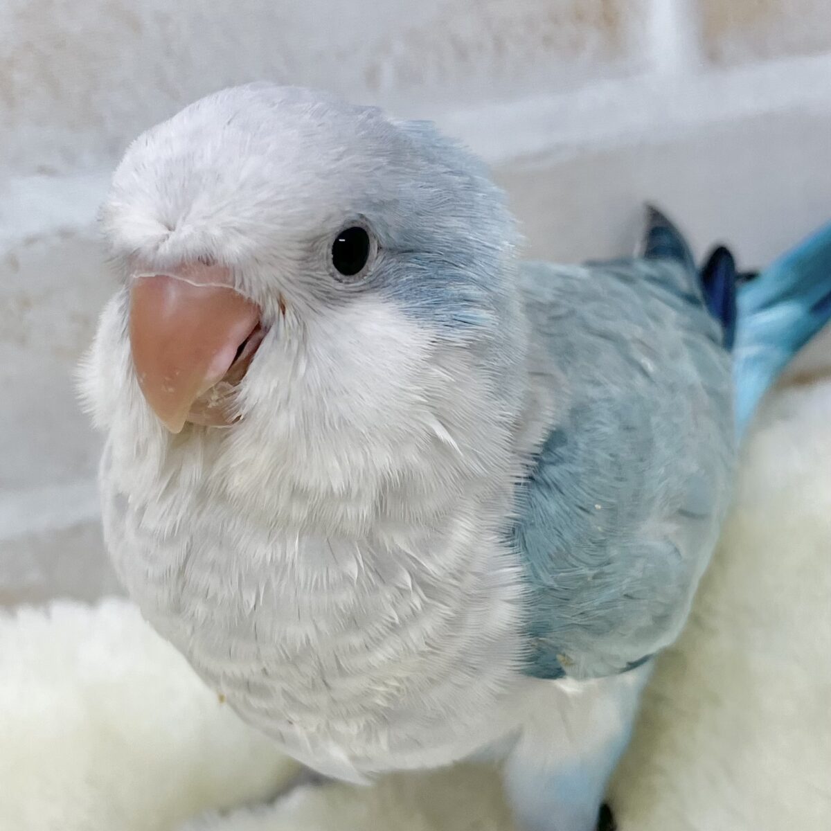【🆙最新画像あり‼️】心安らぐくすみブルー🩶🪼🫧 オキナインコ(ブルーオパーリン) 【🆙最新画像あり‼️】心安らぐくすみブルー🩶🪼🫧 オキナインコ(ブルーオパーリン)