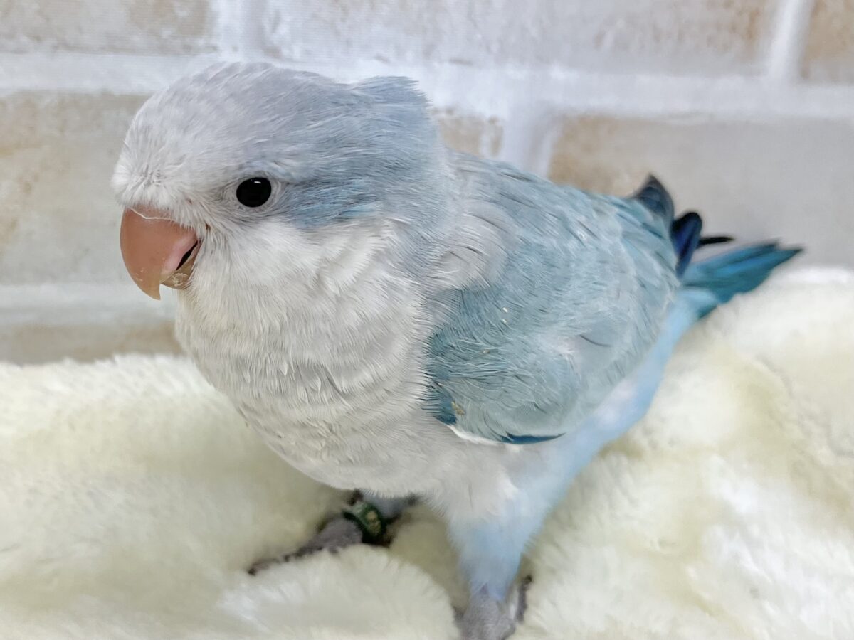 【🆙最新画像あり‼️】心安らぐくすみブルー🩶🪼🫧 オキナインコ(ブルーオパーリン) オキナインコ