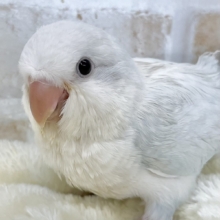 【🆙最新画像あり‼️】淡くてキレイなアイスブルー🧊✨💖　オキナインコ（ブルーパリドオパーリン）