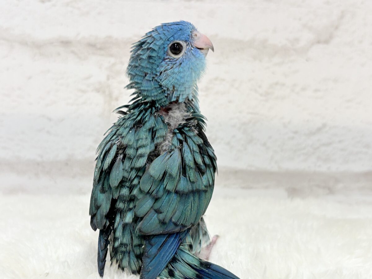 サザナミインコ