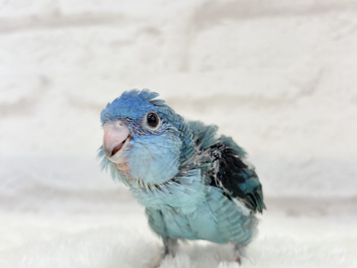 サザナミインコ
