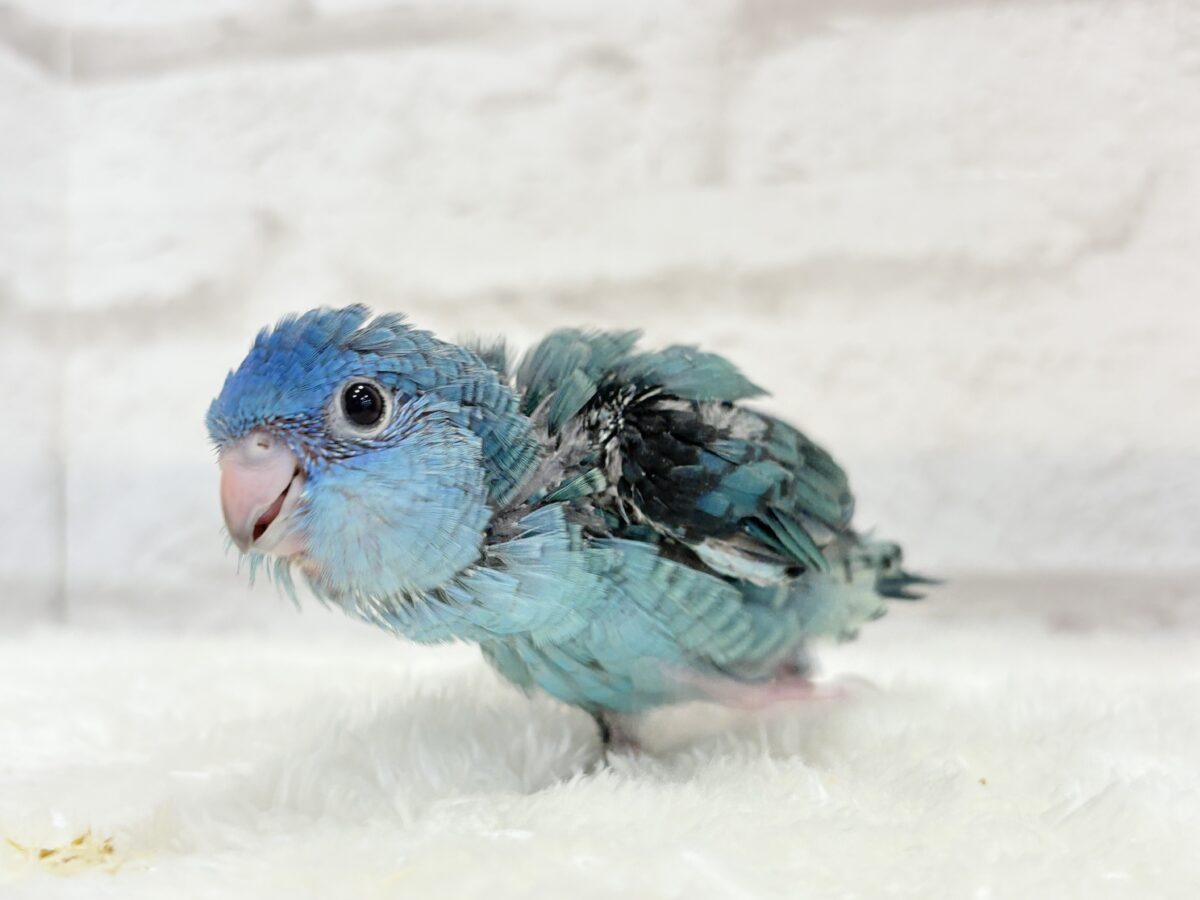 サザナミインコ
