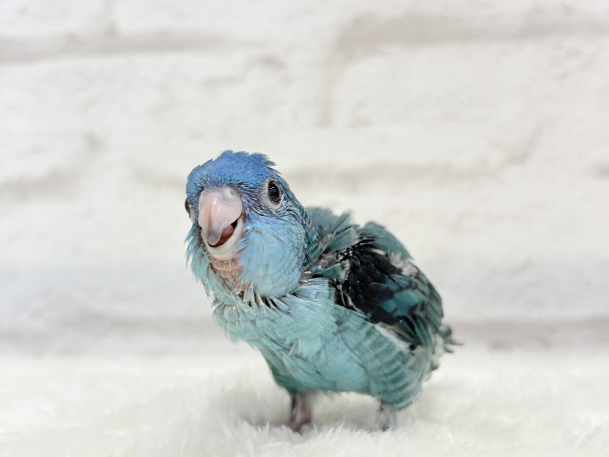 サザナミインコ