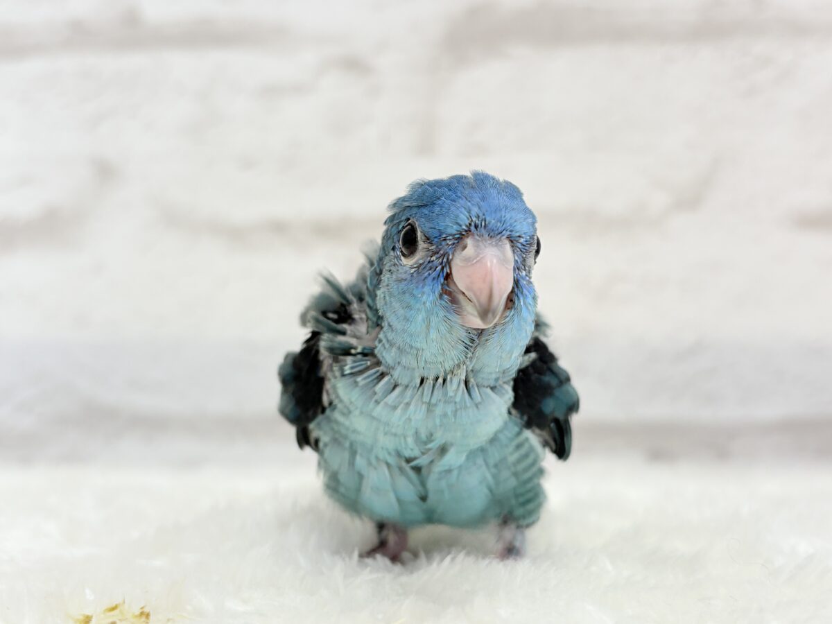 サザナミインコ