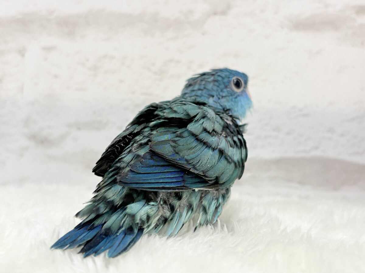 サザナミインコ