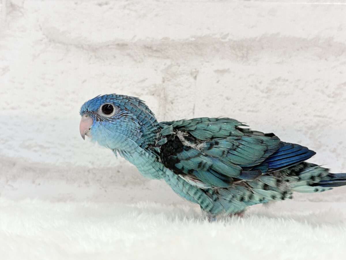 サザナミインコ