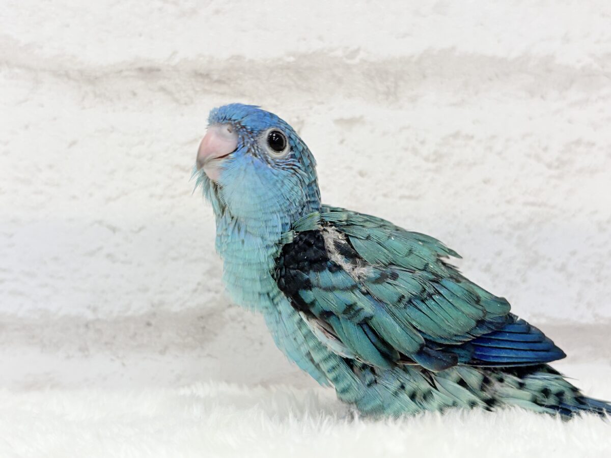 サザナミインコ