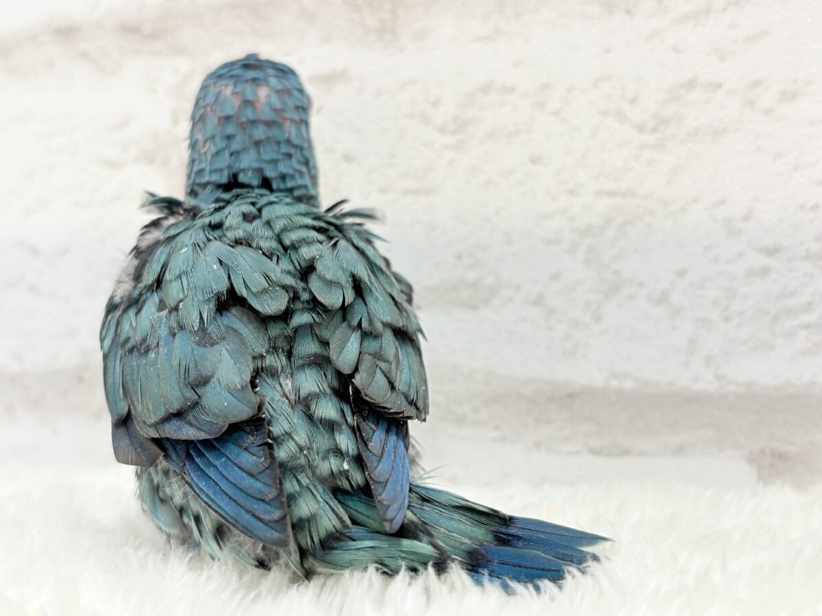 サザナミインコ