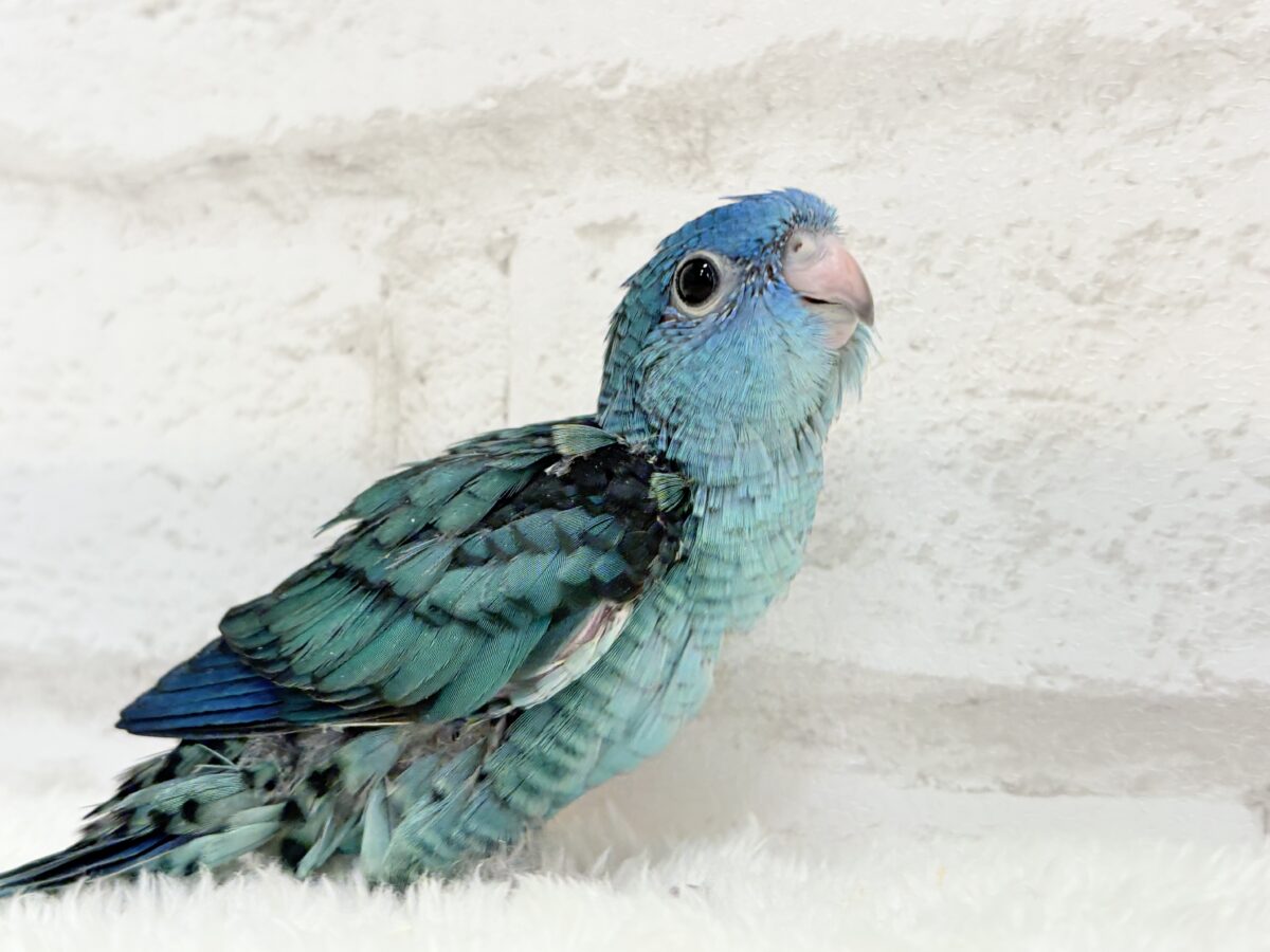 サザナミインコ