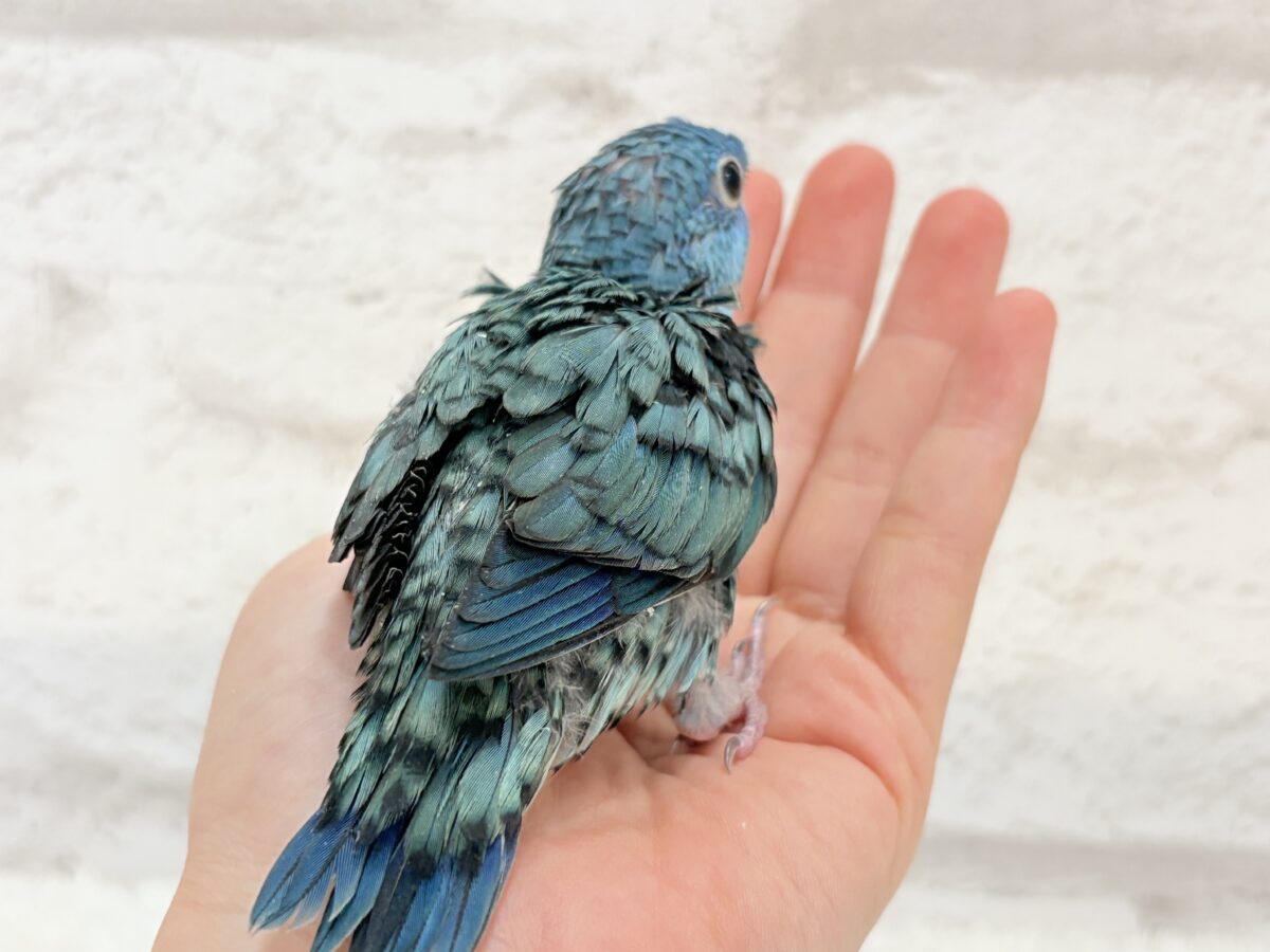 サザナミインコ