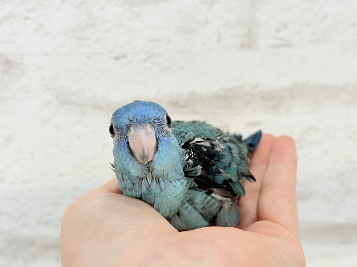 サザナミインコ