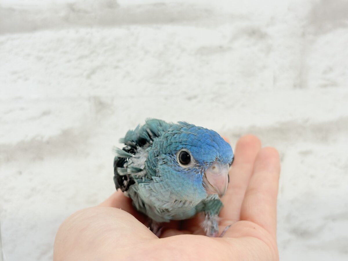 サザナミインコ