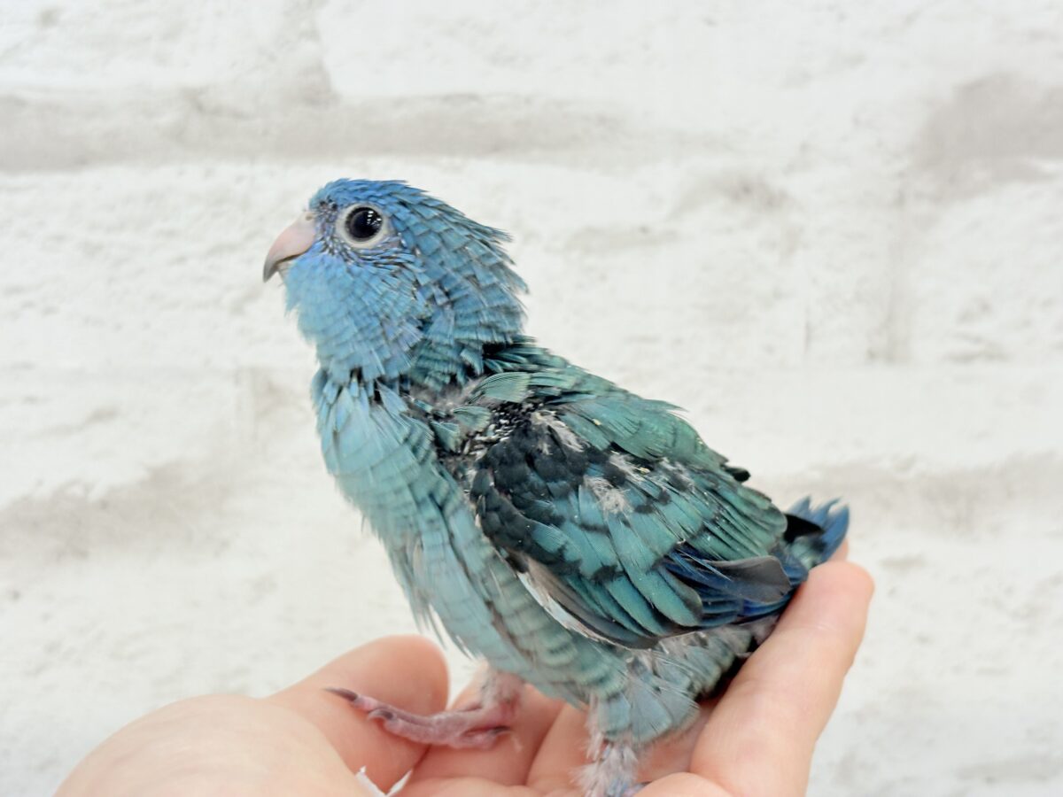 サザナミインコ