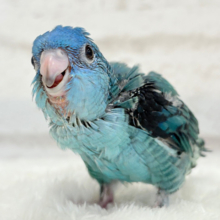 【最新画像更新🪄】ふわほわ♡わた毛たっぷりピーポポ星人🛸💫サザナミインコ(ブルー系) ヒナ