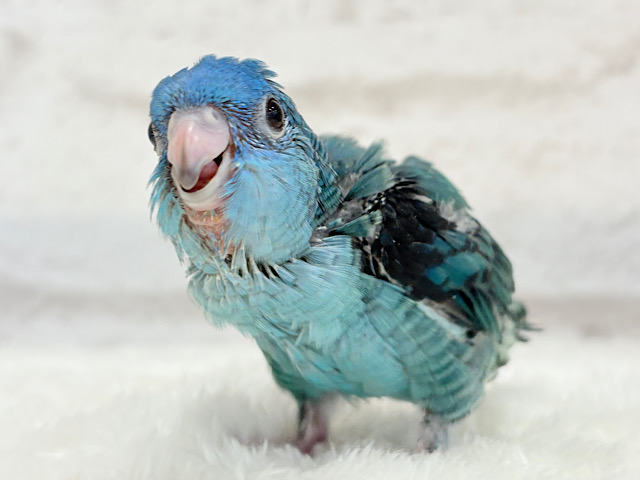 【最新画像更新🪄】ふわほわ♡わた毛たっぷりピーポポ星人🛸💫サザナミインコ(ブルー系) ヒナ
