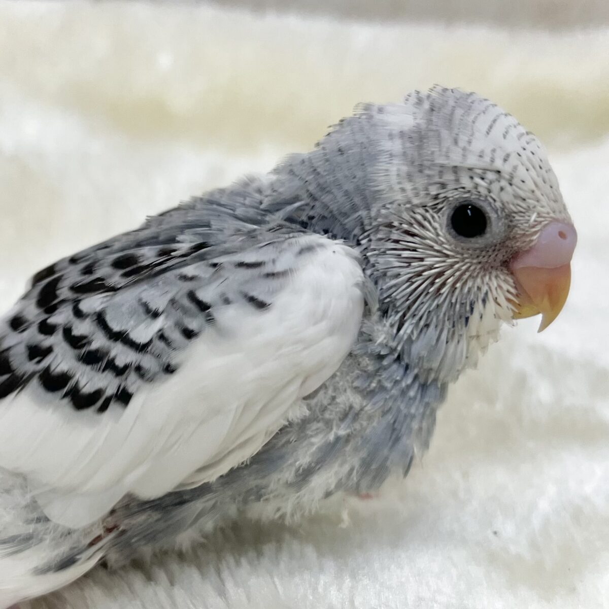 オシャレカラー💙🩶✨　セキセイインコ（モーブパイド）