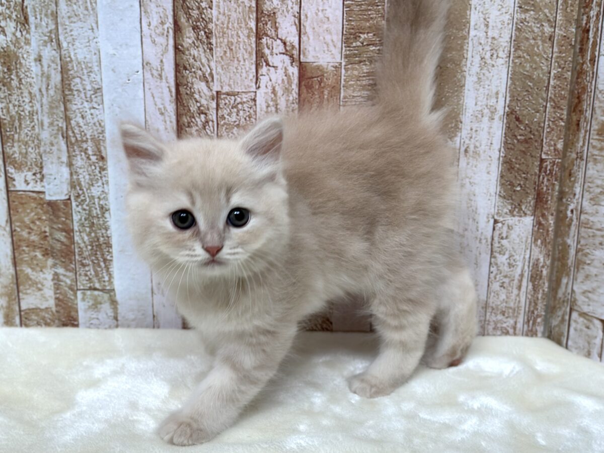 イケメン🧡ラガマフィンくん(クリームタビー)2026年4月12日生まれ 男の子 ラガマフィン
