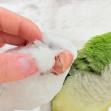 【最新画像更新🪄】どんぐりクチバシの雪だるま⛄️💜オキナインコ(コバルトパリドオパーリン) ヒナ
